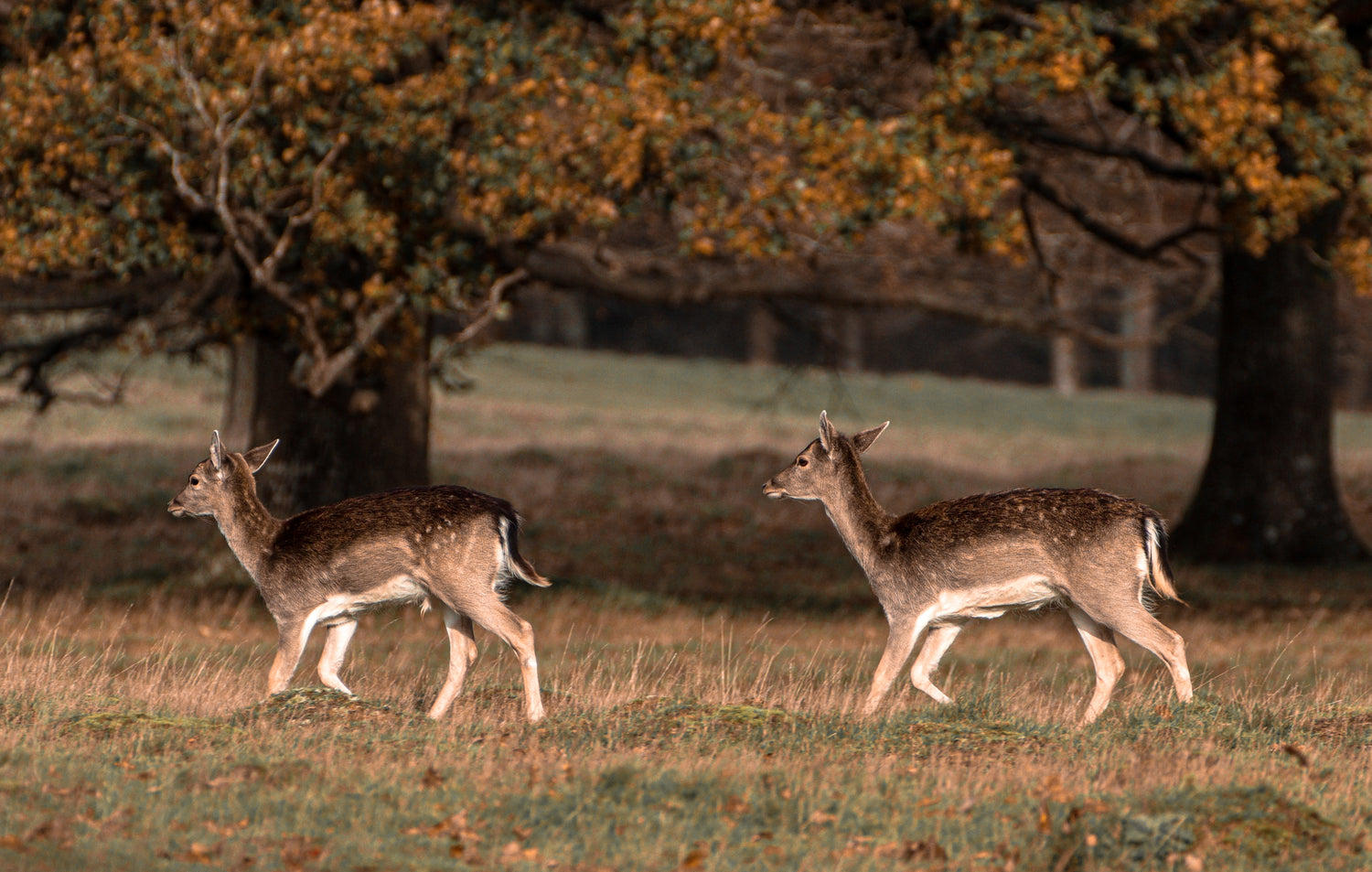 two-young-deer-walk-across-a-grassy-field